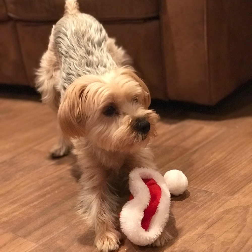 Meet your Posher, Susan